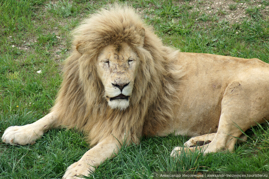 Отвратительный лидер львиного прайда в сафари-парке Тайган