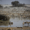 Etosha