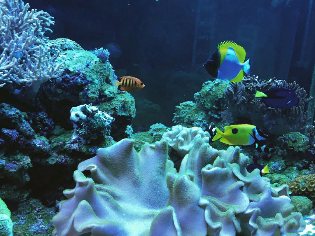 биосалон аквариумы официальный сайт