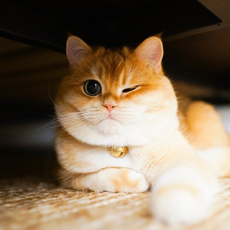 Котик Pisco стал любимцем пользователей Инстаграмм и теперь готов покорять ваши сердца