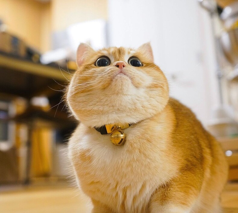 Котик Pisco стал любимцем пользователей Инстаграмм и теперь готов покорять ваши сердца