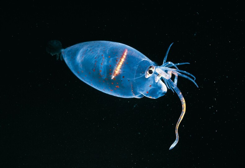 Самые жуткие обитатели морских глубин