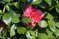 НА ПРОСТОРАХ ЛАГО МАДЖОРЕ: Стреза, Палланза, ботанический сад виллы Таранто и Борромейские острова