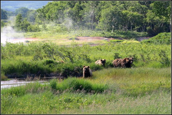 На Камчатке временно приостановили экскурсии в Долину гейзеров из-за медведей 