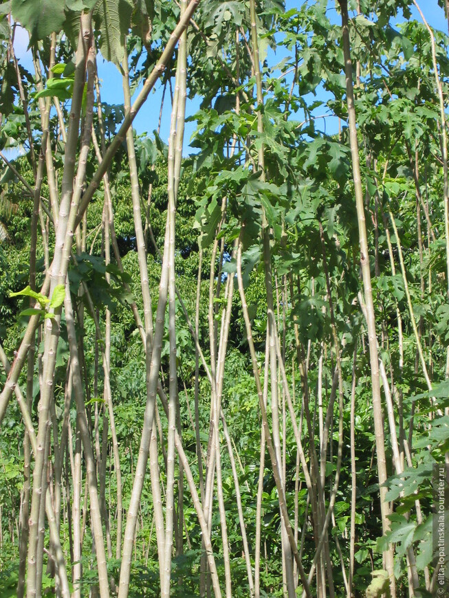 Плантация Paper Mulberry Tree для изготовления знаменитой полинезийской тапы