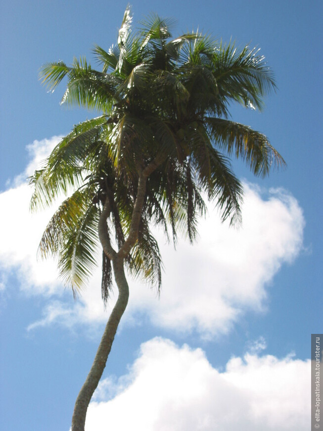Трёхголовая кокосовая пальма