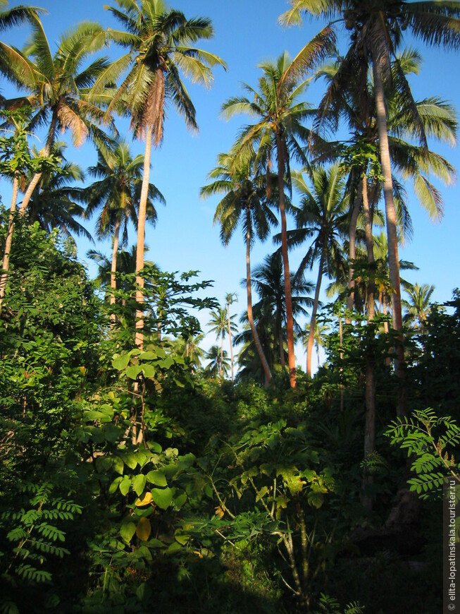 Плантация кокосовых пальм на закате
