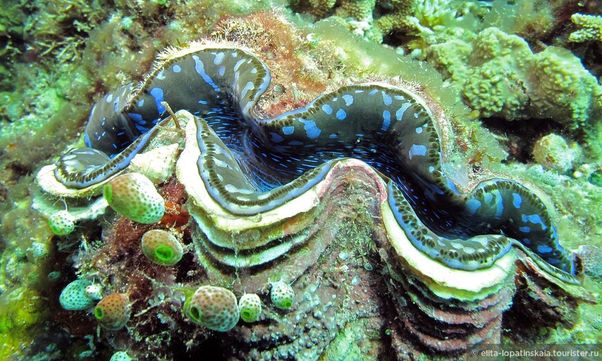 Гигантские молюски тридакны. Снимок с сайта id.wikipedia.org 