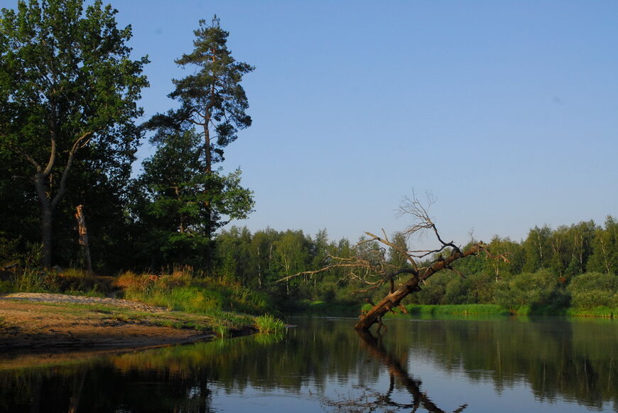 Окский биосферный заповедник в Рязанской области