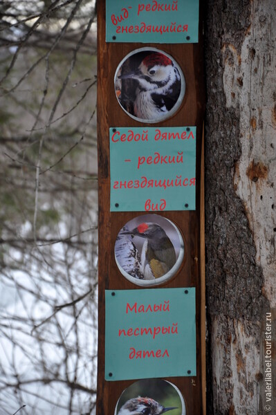 Холодное сердце или поездка в национальный парк Зюраткуль в марте
