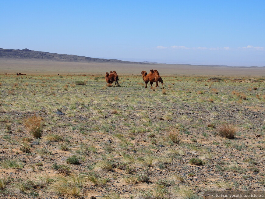 Удивительная Монголия