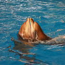 Дельфинарий «Немо» на Пхукете