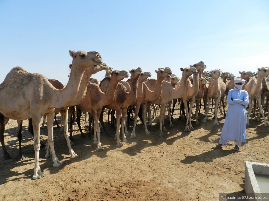 Чад. Ч - 21. Кочевники и их верблюды. Возвращение в Нджамену