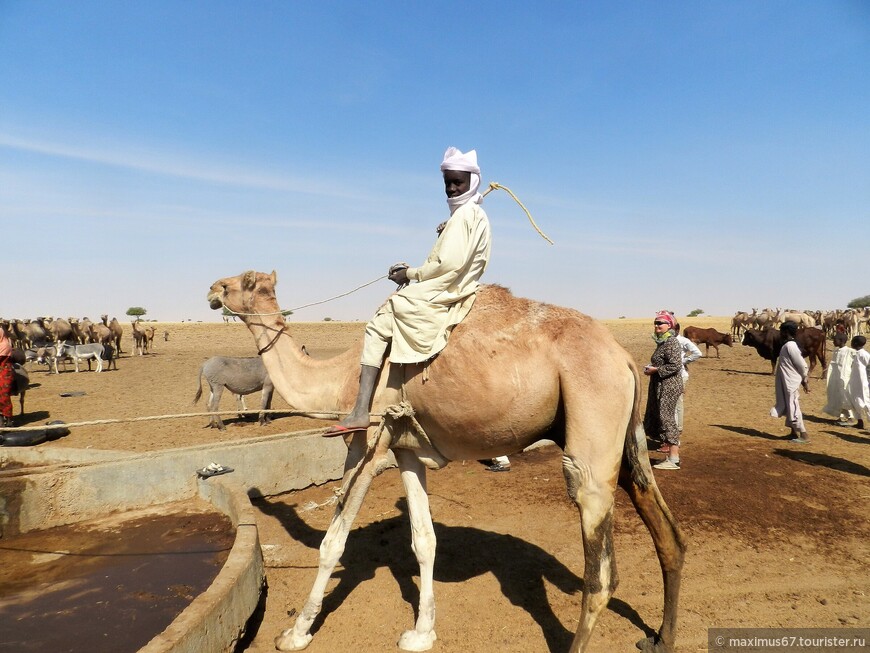 Чад. Ч - 21. Кочевники и их верблюды. Возвращение в Нджамену