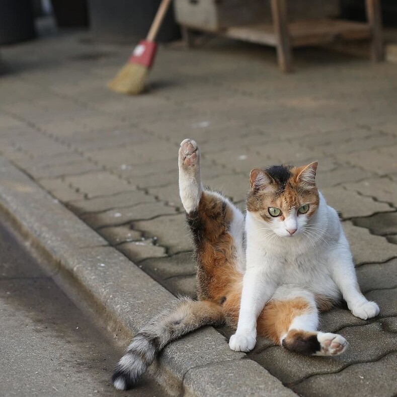Колоритные уличные коты: яркие снимки, которые выглядят, как постановочные