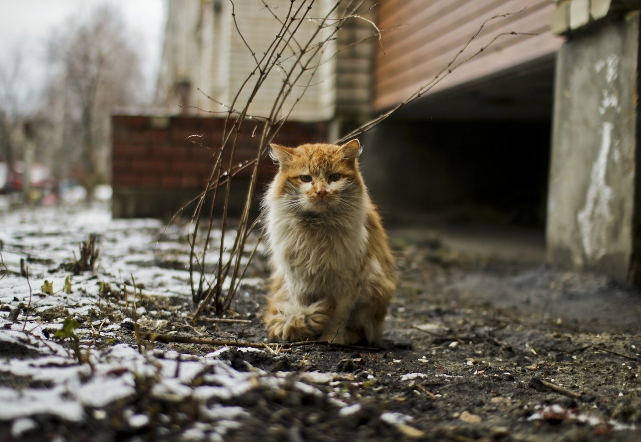 Беспородная ты сидишь голодная. Бездомный кот. Уличный кот. Уличная кошка. Бродячие кошки.