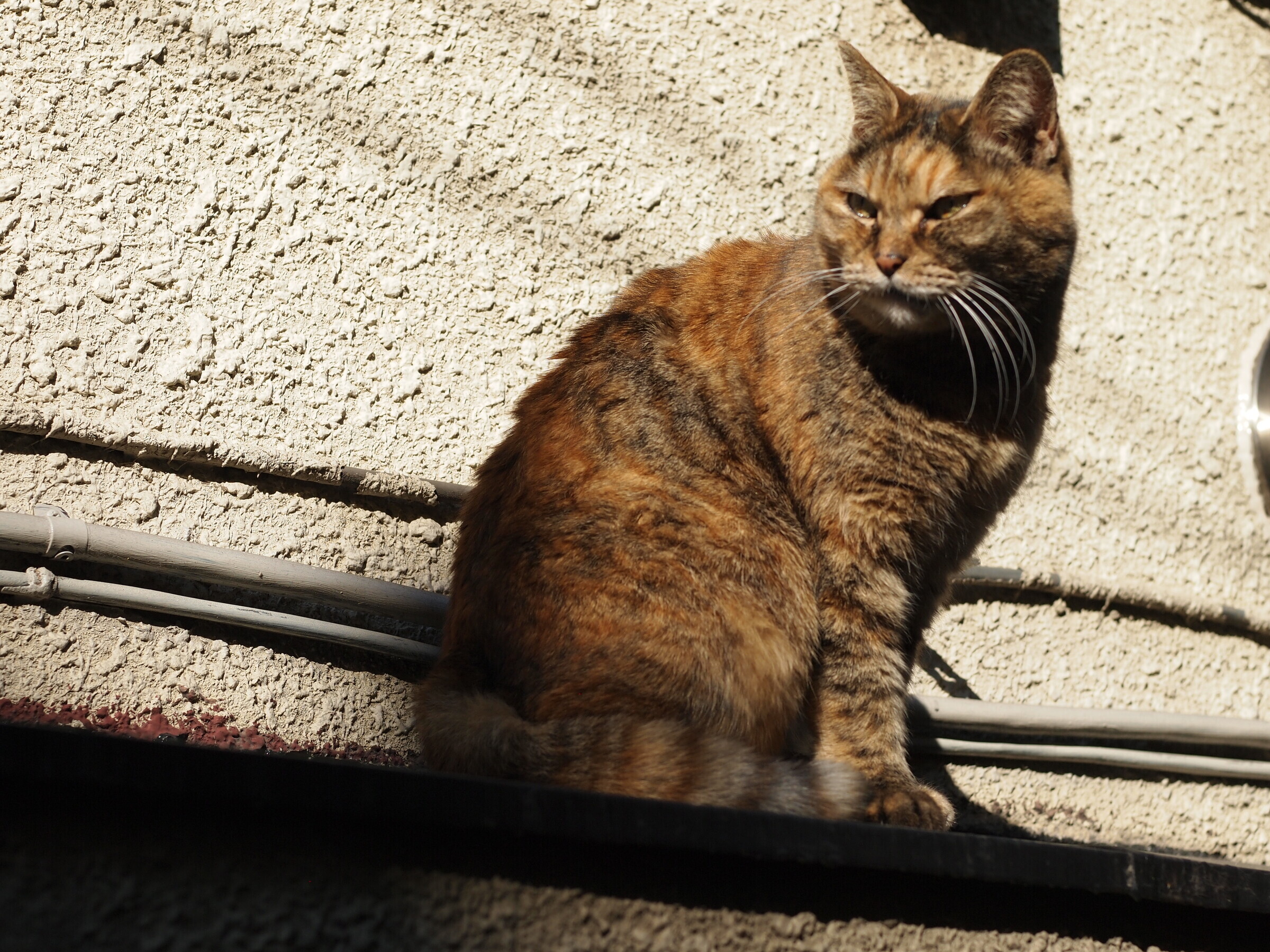 Уличные коты