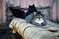 Колоритные уличные коты: яркие снимки, которые выглядят, как постановочные