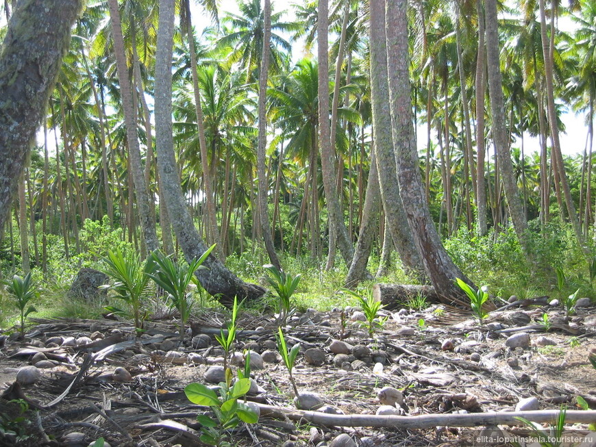 Плантация кокосовых пальм. Теперь совсем заброшенная...