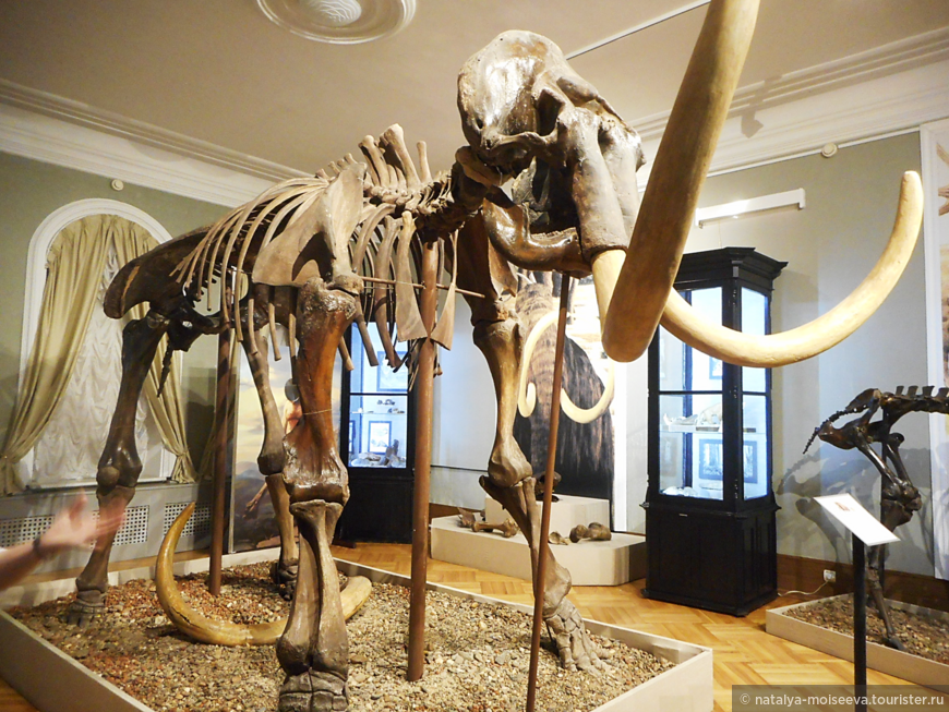 Скелет мамонта в натуральную величину, высота метра 3, а то и больше.