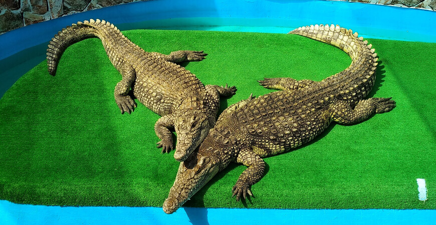 Крокодиловая ферма в Ейске