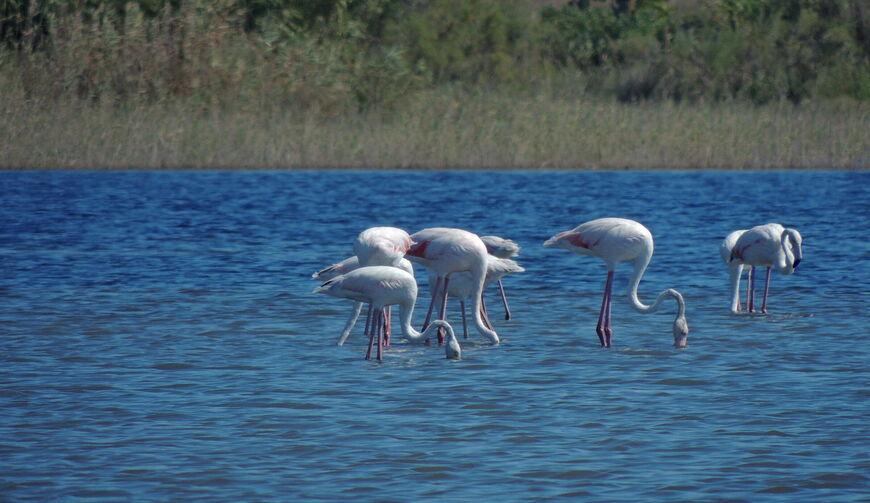Фламинго на озере Кориссион
