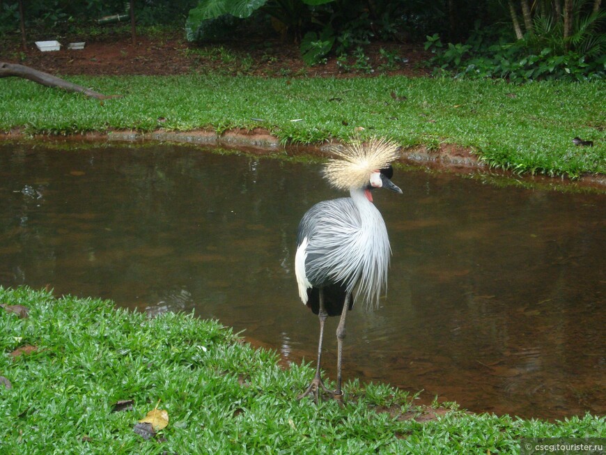 14-ый день в Бразилии. Фос-ду-Игуасу. Парк птиц и водопады Игуасу