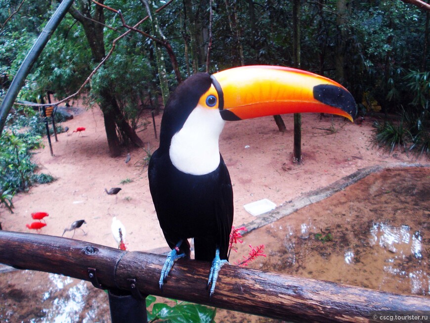 14-ый день в Бразилии. Фос-ду-Игуасу. Парк птиц и водопады Игуасу