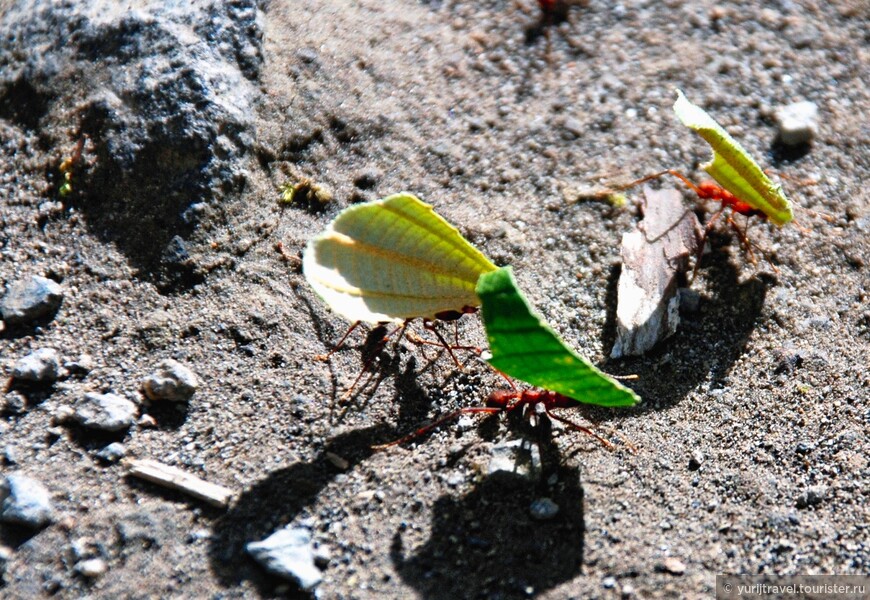 Муравьи-листорезы