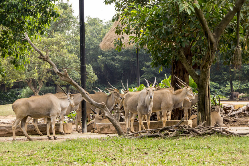 Сафари-парк Чимелонг (Chimelong Safari Park)