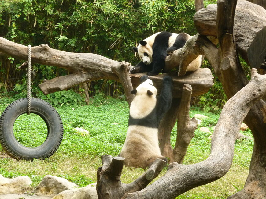 Сафари-парк Чимелонг (Chimelong Safari Park)