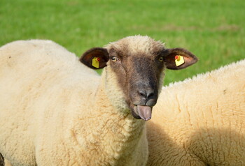 В Мадриде за парками ухаживают овцы