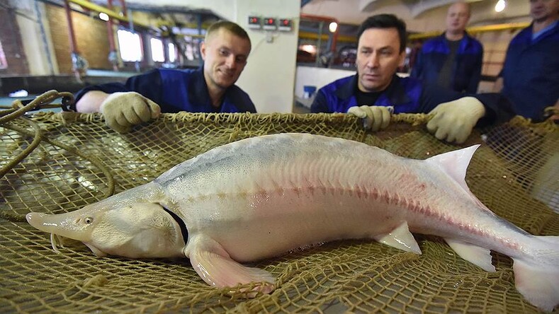 Топ-9 самых дорогих рыб на планете