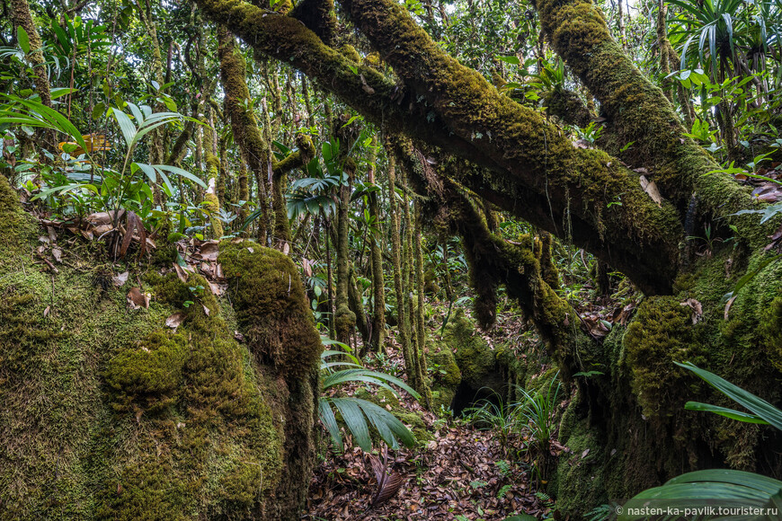 Morne Blanc Trail