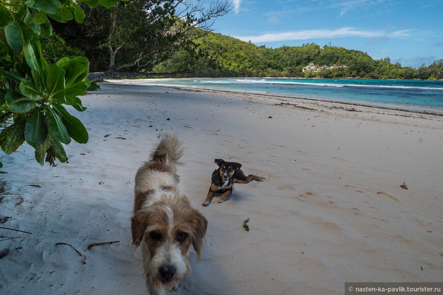 Веселые собакены на Baie Lazare Public Beach