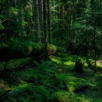 Тебердинский лес - это сказка!