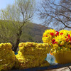 Горные цветы у входа в монастырь Гегард