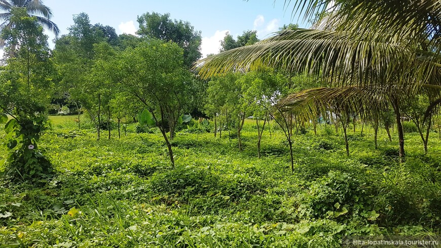 Плантации молодых кокосовых пальм и сандаловых деревьев растущих между ними