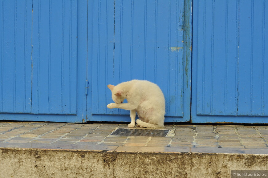 Даже кошки Сиди-бу-Саида в палитре города.