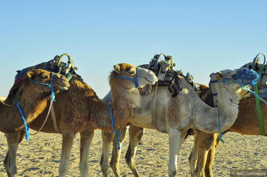 Тунисские верблюды обаятельны.