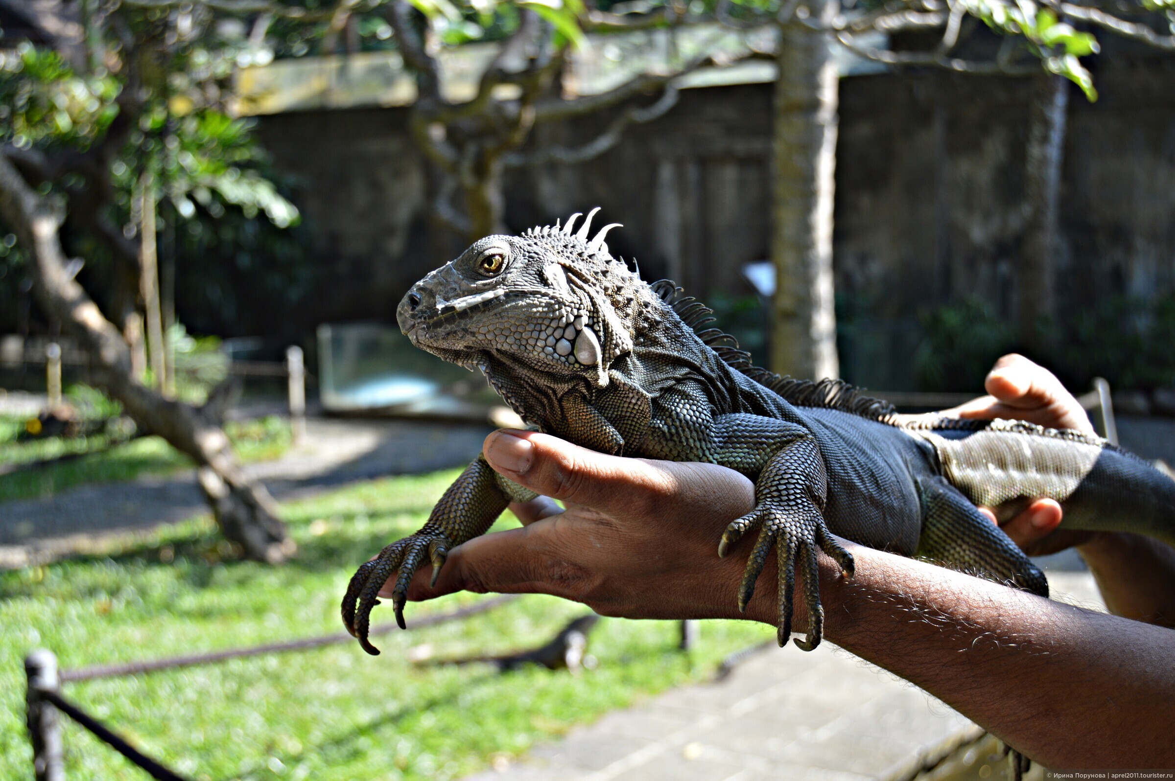 Рептилия в анапе. Игуаны на Бали. Бали Bali Reptile Park. Австралийский парк рептилий. Пару птиц и рептиоий Бали.