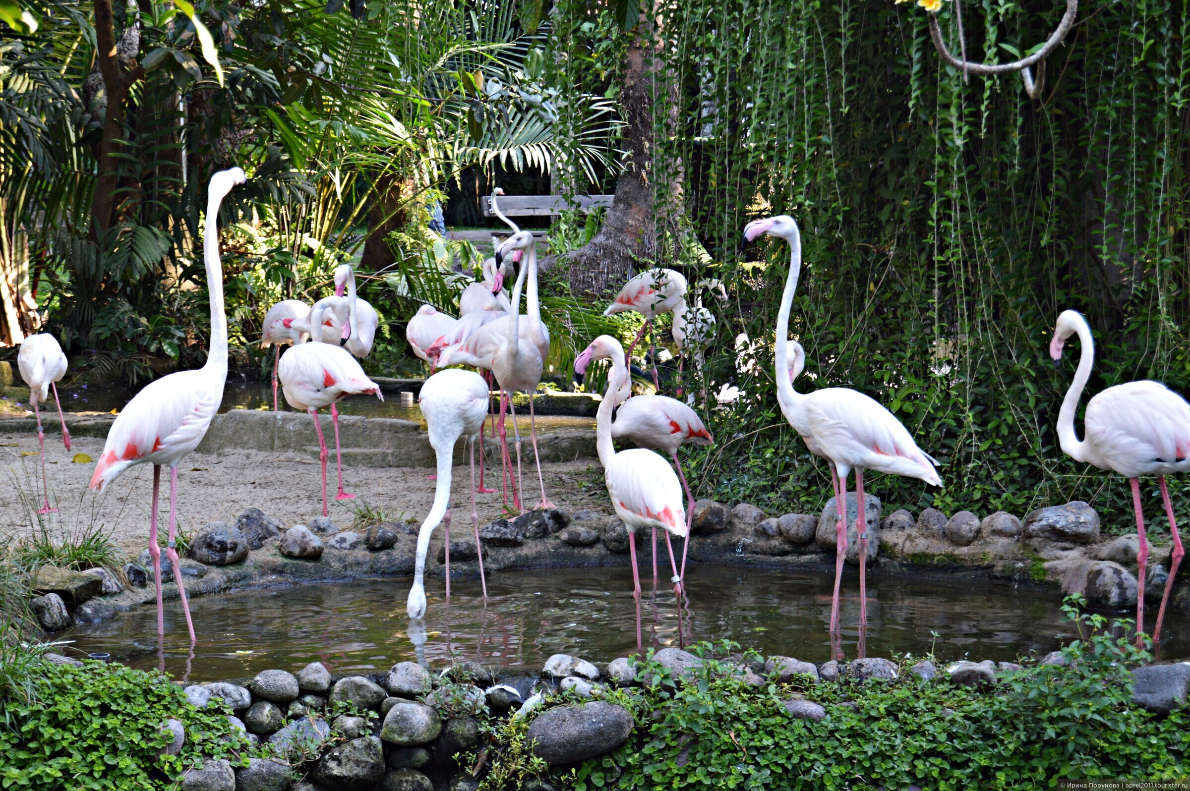 Парк птиц на бали