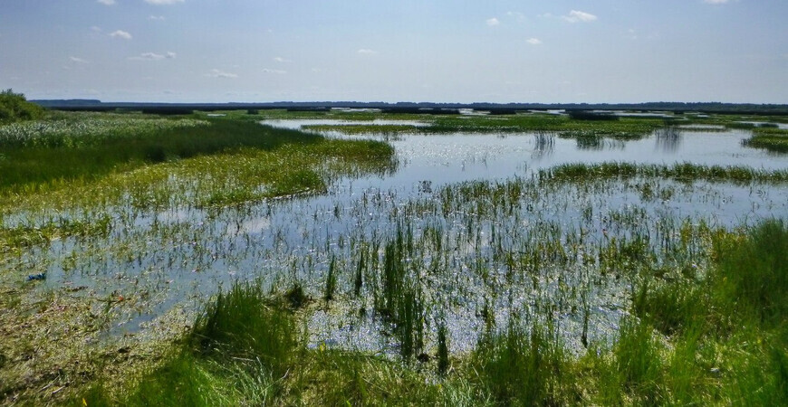 Озеро Никольское в Вологодской области