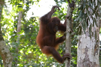 На Бали туристу из РФ дали год тюрьмы за попытку контрабанды орангутана