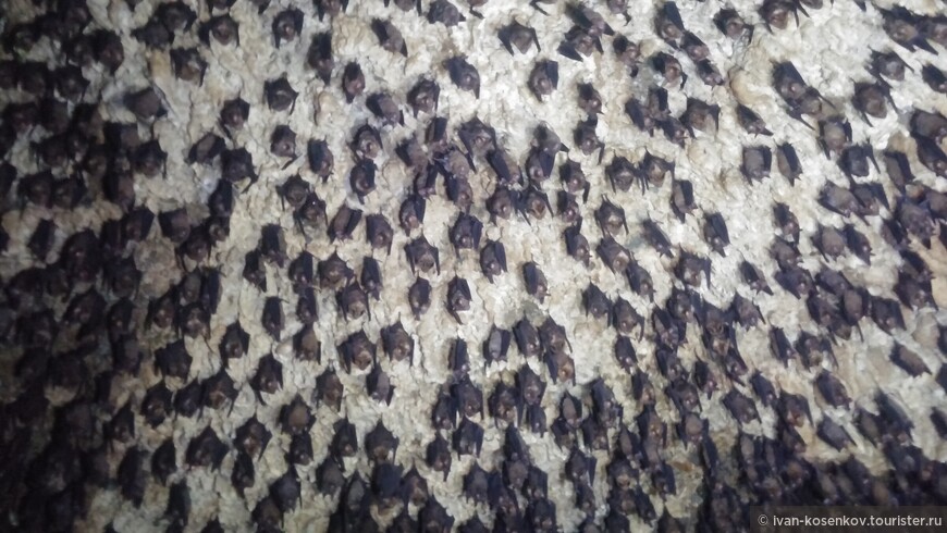 Летучие мыши в пещере близ Покхары