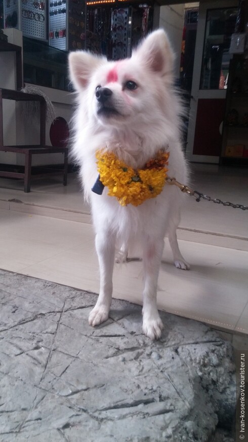 Собака, украшенная в честь праздника Дивали