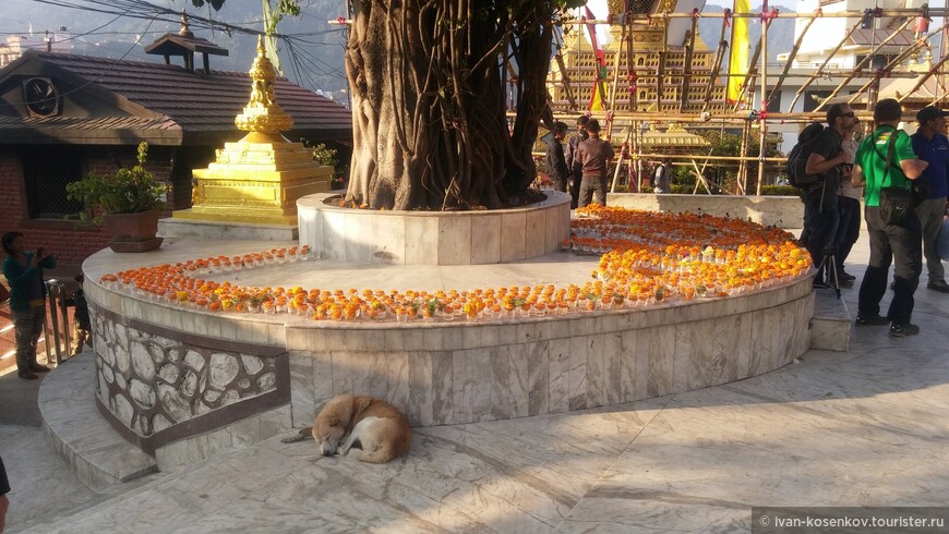 собака спит в храме