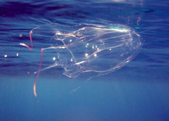 Пляжи Канарских островов закрыты из-за ядовитых медуз