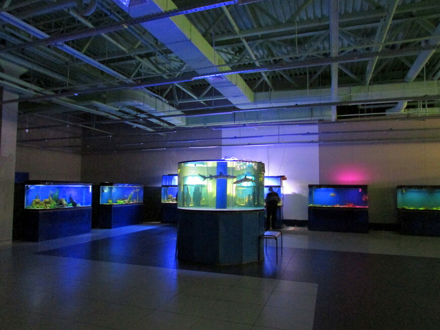 Выставка рыб «Подводный мир» в ТРЦ «РИО» (Ярославль, 20.07.2019)