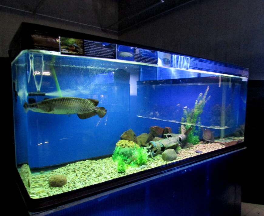 Выставка рыб «Подводный мир» в ТРЦ «РИО» (Ярославль, 20.07.2019)